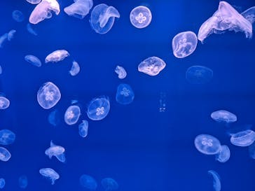 大分マリーンパレス水族館 「うみたまご」に投稿された画像（2022/9/23）