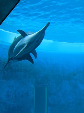 大分マリーンパレス水族館 「うみたまご」に投稿された画像（2022/9/23）