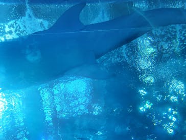 沖縄美ら海水族館に投稿された画像（2022/9/23）