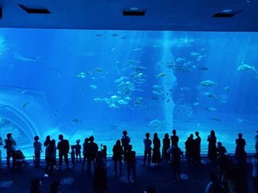 沖縄美ら海水族館に投稿された画像（2022/9/23）