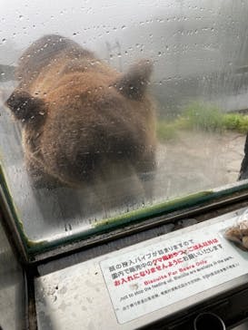 のぼりべつクマ牧場に投稿された画像（2022/8/23）