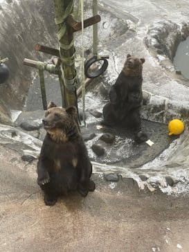 のぼりべつクマ牧場に投稿された画像（2022/8/23）