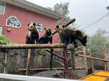 のぼりべつクマ牧場に投稿された画像（2022/8/23）