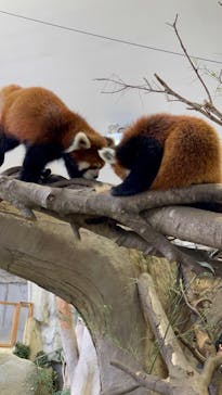 那須どうぶつ王国に投稿された画像（2022/4/16）