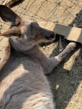 那須どうぶつ王国に投稿された画像（2022/4/16）