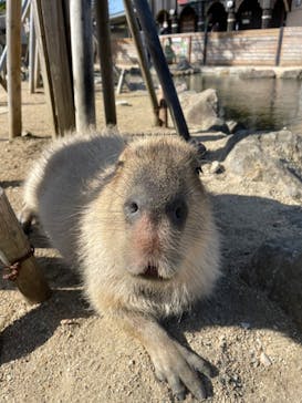 那須どうぶつ王国に投稿された画像（2022/4/16）