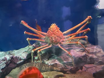 名古屋港水族館に投稿された画像（2022/9/24）