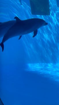 名古屋港水族館に投稿された画像（2022/9/24）