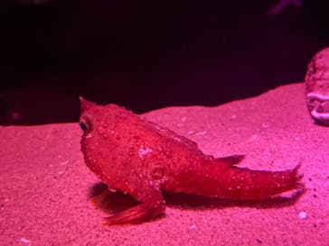 名古屋港水族館に投稿された画像（2022/9/24）