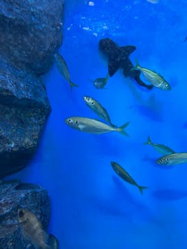 名古屋港水族館に投稿された画像（2022/9/24）