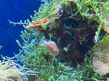 名古屋港水族館に投稿された画像（2022/9/24）