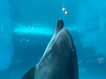 名古屋港水族館に投稿された画像（2022/9/24）