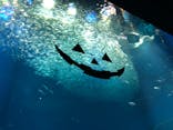 アクアワールド茨城県大洗水族館に投稿された画像（2022/9/24）