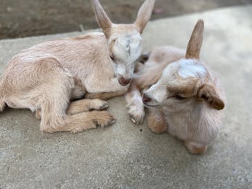 しろとり動物園に投稿された画像（2022/9/24）