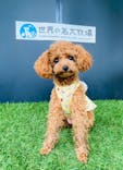 世界の名犬牧場に投稿された画像（2022/9/24）