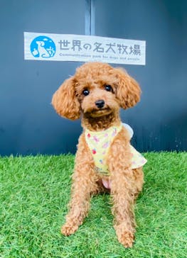 世界の名犬牧場に投稿された画像（2022/9/24）