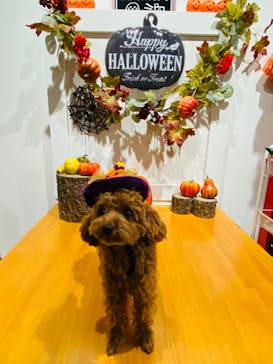 世界の名犬牧場に投稿された画像（2022/9/24）