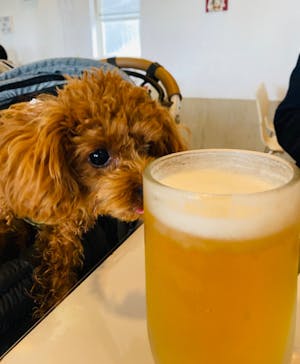 世界の名犬牧場に投稿された画像（2022/9/24）