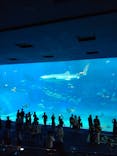 沖縄美ら海水族館に投稿された画像（2022/9/24）