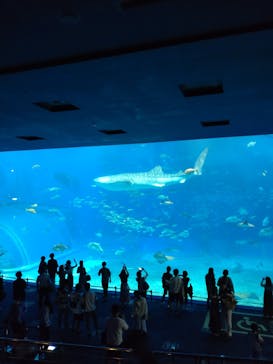 沖縄美ら海水族館に投稿された画像（2022/9/24）