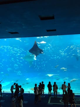 沖縄美ら海水族館に投稿された画像（2022/9/24）