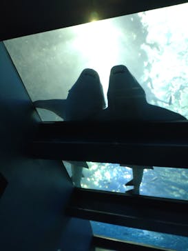 沖縄美ら海水族館に投稿された画像（2022/9/24）