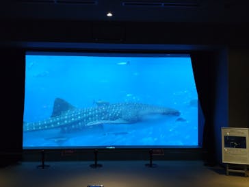 沖縄美ら海水族館に投稿された画像（2022/9/24）