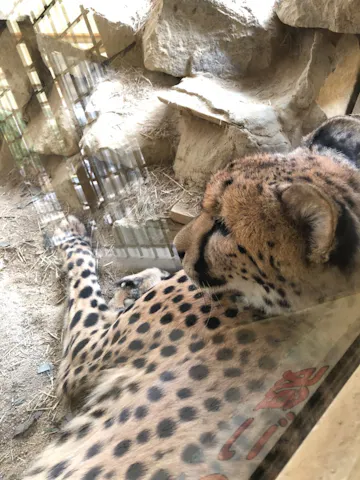 遊園地とサファリに行きました たまこ さまの口コミ アソビュー