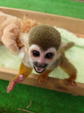 しろとり動物園に投稿された画像（2022/9/24）