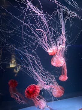 京都水族館に投稿された画像（2022/9/24）