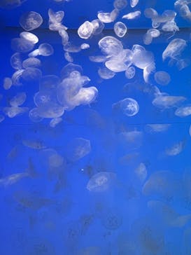 アクアワールド茨城県大洗水族館に投稿された画像（2022/9/24）