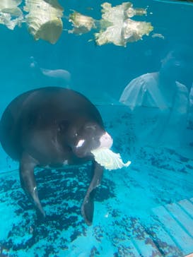 熱川バナナワニ園に投稿された画像（2022/9/24）