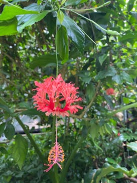 熱川バナナワニ園に投稿された画像（2022/9/24）