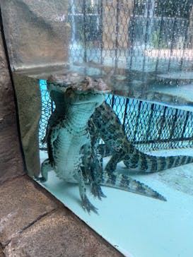 熱川バナナワニ園に投稿された画像（2022/9/24）