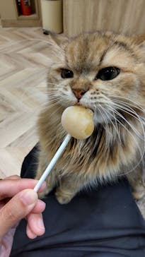 猫カフェモカ イオンモール岡山店に投稿された画像（2022/9/24）