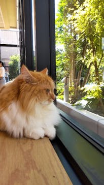 猫カフェモカ イオンモール岡山店に投稿された画像（2022/9/24）