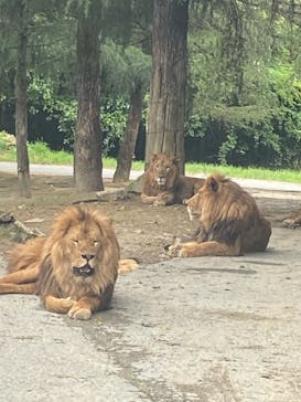 群馬サファリパークに投稿された画像（2020/8/14）