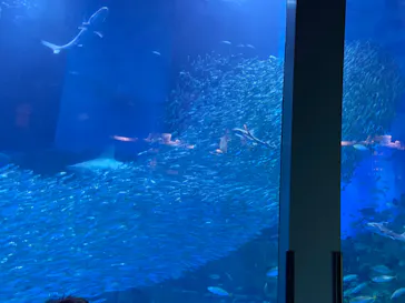 横浜・八景島シーパラダイスに投稿された画像（2022/9/23）