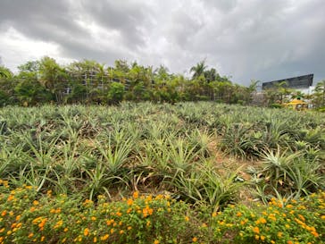 ナゴパイナップルパークに投稿された画像（2022/9/24）