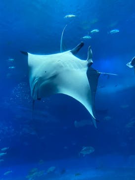沖縄美ら海水族館に投稿された画像（2022/9/24）