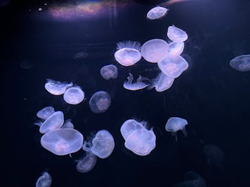 サンシャイン水族館に投稿された画像（2022/9/25）