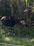 よこはま動物園ズーラシアに投稿された画像（2022/9/25）