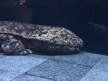 京都水族館に投稿された画像（2022/9/25）