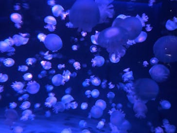 京都水族館に投稿された画像（2022/9/25）