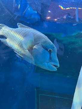 しながわ水族館に投稿された画像（2022/9/25）