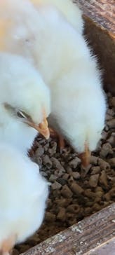 Moff animal cafe 小田原ダイナシティ店に投稿された画像（2022/9/25）