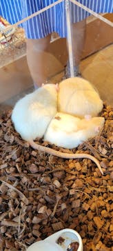 Moff animal cafe 小田原ダイナシティ店に投稿された画像（2022/9/25）