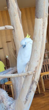 Moff animal cafe 小田原ダイナシティ店に投稿された画像（2022/9/25）