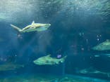 アクアワールド茨城県大洗水族館に投稿された画像（2022/9/25）
