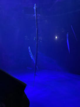 サンシャイン水族館に投稿された画像（2022/9/25）